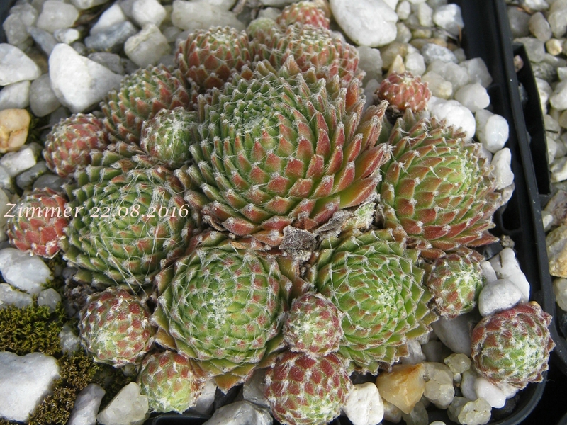 Koko Flanel