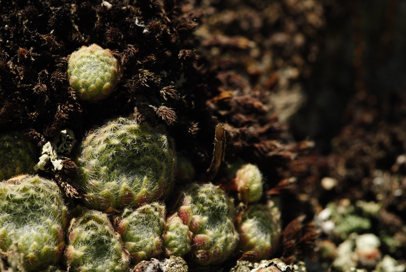 ciliosum from Rila, O, Krasto