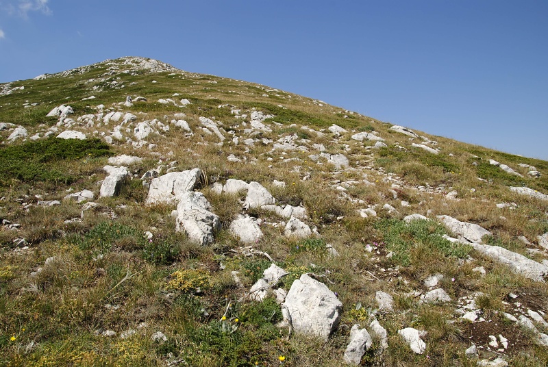 heuffelii from Tepeno, Tafel