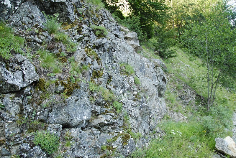 heuffelii from Pobeda (unterhalb)
