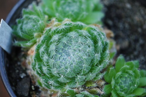 ciliosum ssp. ciliosum (borisii) from Kokalyane