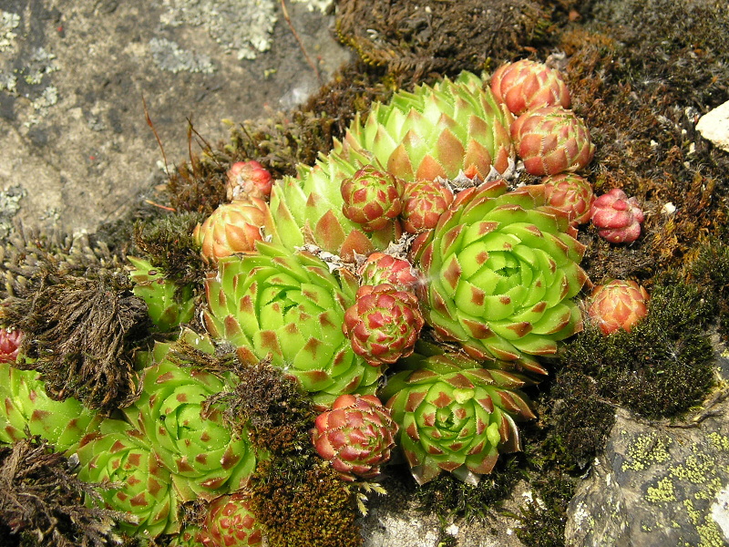 globiferum ssp. globiferum from Andělská hora