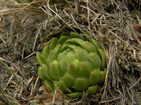 globiferum ssp. globiferum from Křížky