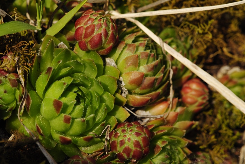 globiferum ssp. globiferum from Hejná, Radvanka