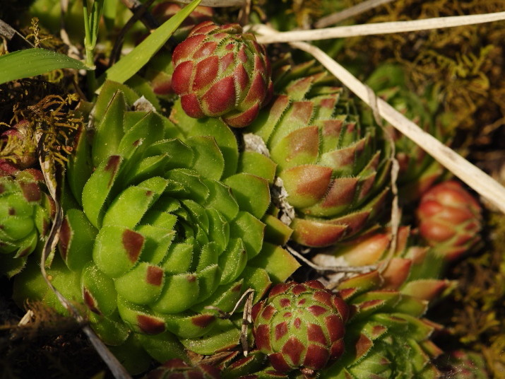 globiferum ssp. globiferum from Hejná, Radvanka