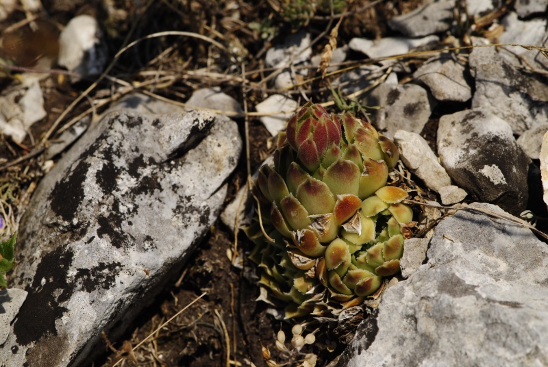 heuffelii from Yagodina, Ushite