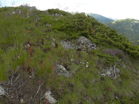kosaninii from Vreteno