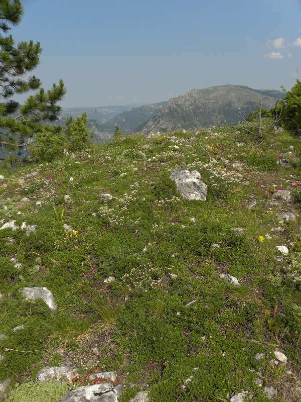 marmoreum from Ćurovac, S Abhang