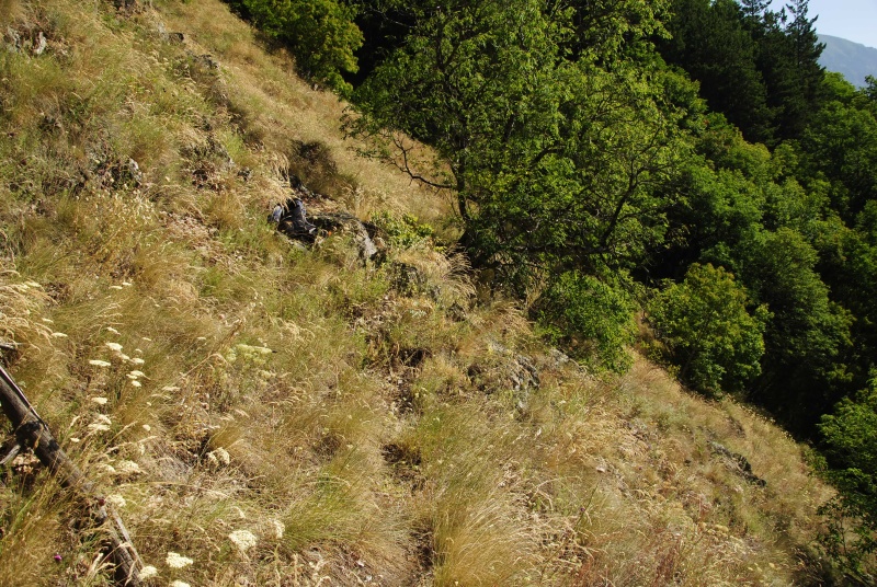leucanthum from Abhang oberhalb Bačkova Češma