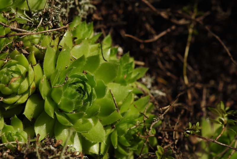 globiferum ssp. globiferum from Manětín, Vuršův mlýn
