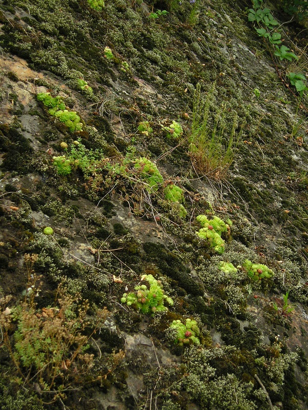 globiferum ssp. globiferum from Burg Žebrák, Točník