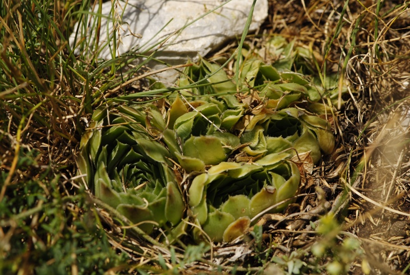 heuffelii from Yagodina, Ushite