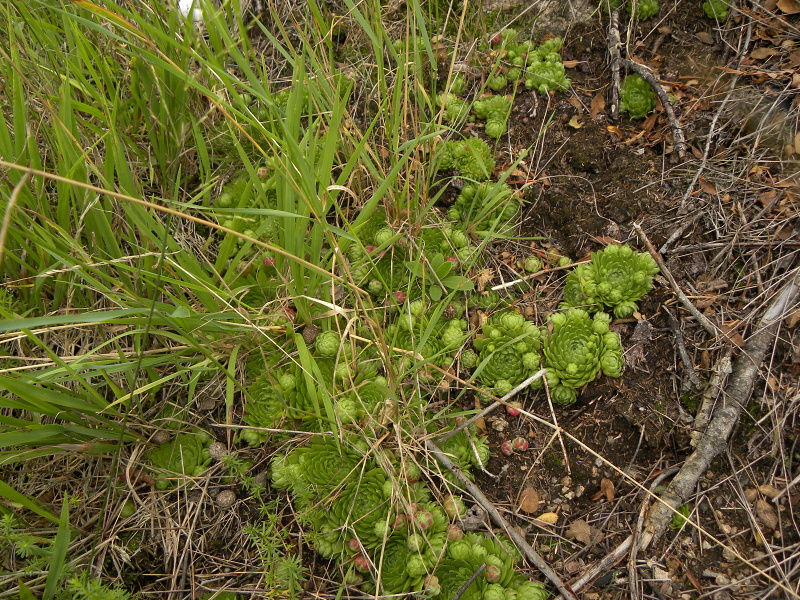 globiferum ssp. globiferum from Bečov nad Teplou, Zlatý vrch