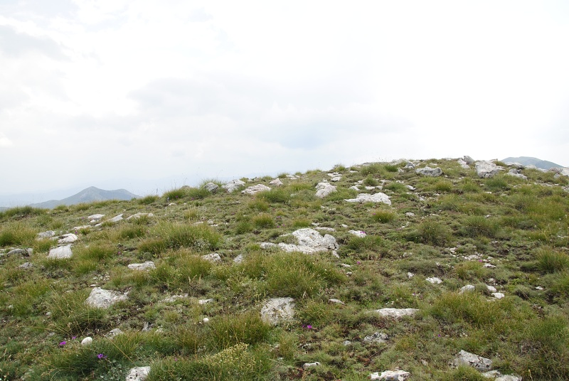 heuffelii from Smrdlivi virovi, Gipfel