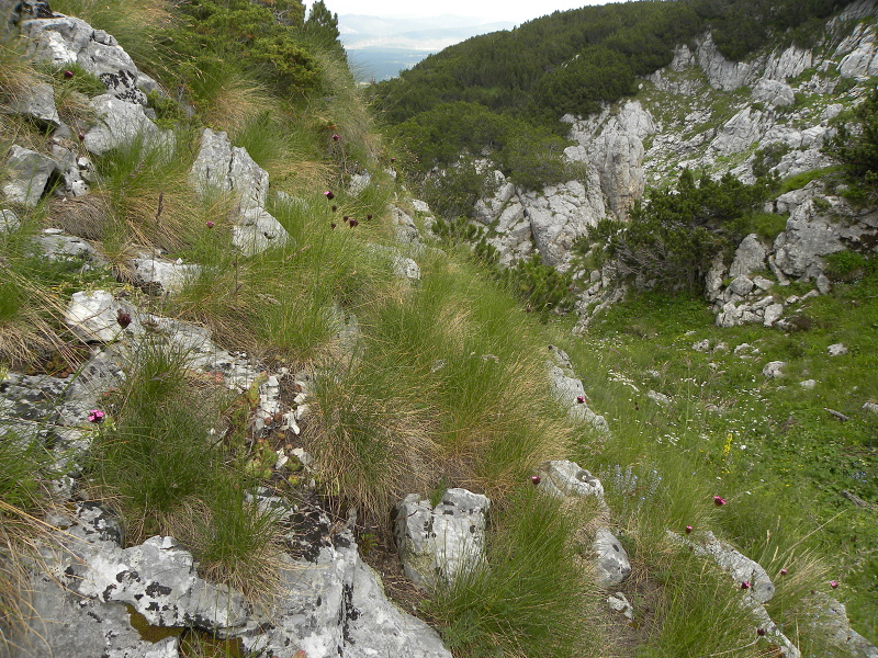 marmoreum from Crvena greda, Abhang