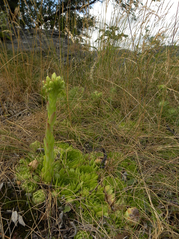 globiferum ssp. globiferum from Sepuska