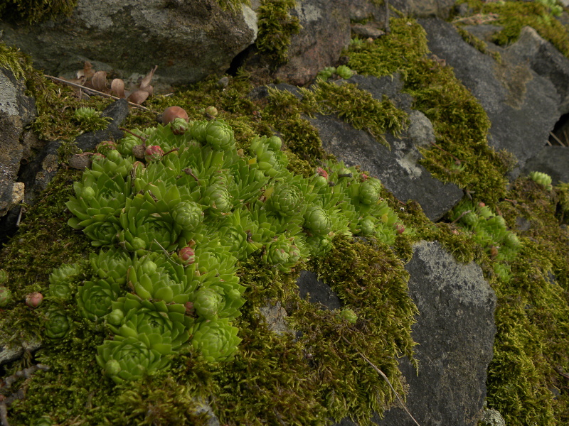 globiferum ssp. globiferum from Třeboň, Svět