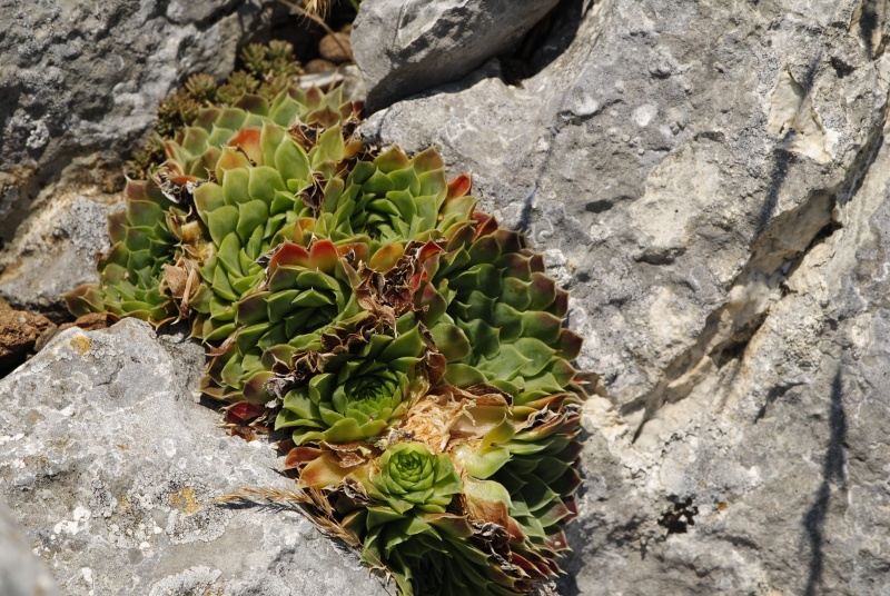heuffelii from Yagodina, Ushite