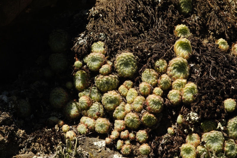 ciliosum from Rila, O, Krasto