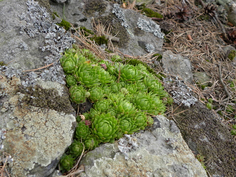 globiferum ssp. globiferum from Kozelka