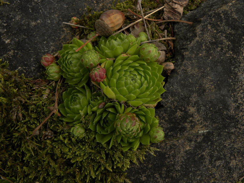 globiferum ssp. globiferum from Třeboň, Svět