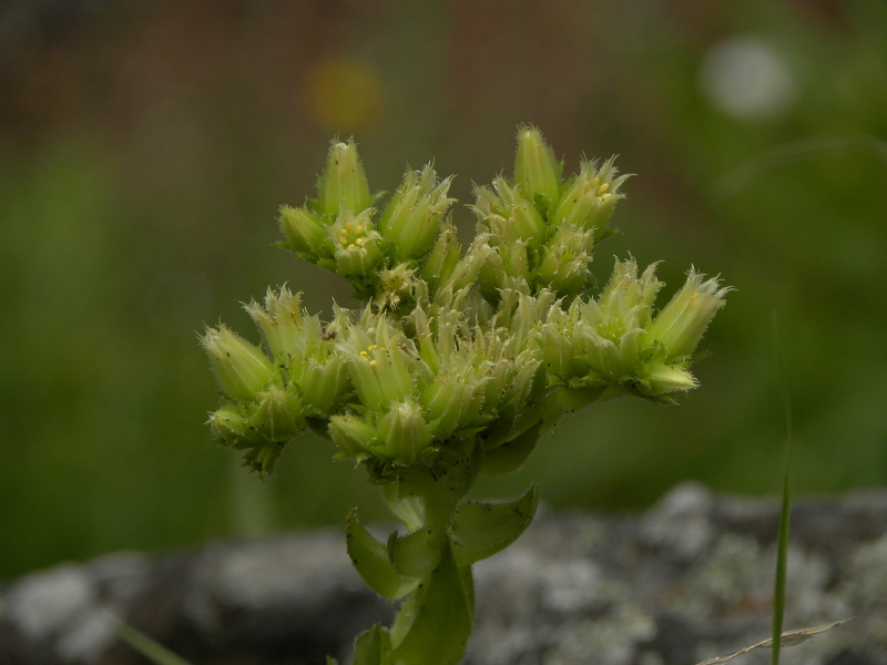 globiferum ssp. globiferum from Fluss Teplá, PR Údolí Teplé