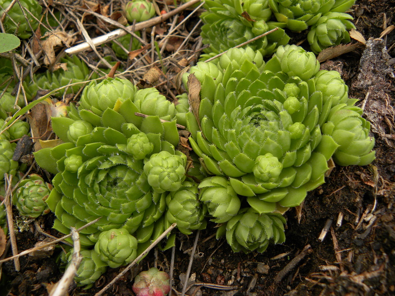 globiferum ssp. globiferum from Bečov nad Teplou, Zlatý vrch