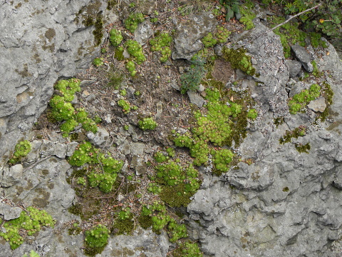 globiferum ssp. globiferum from Kozelka