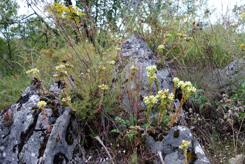 heuffelii from Pivska planina