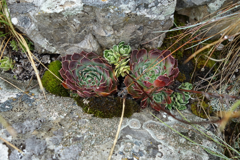 heuffelii from Pliješ Mt
