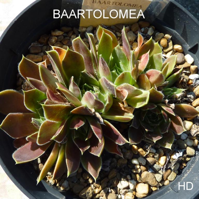 Baartolomea / Jovi