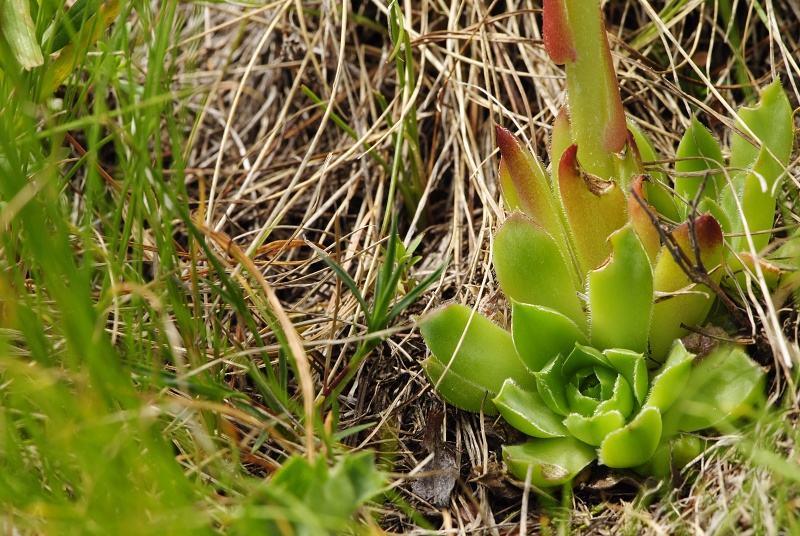 heuffelii from Stiv, nördl. Abhang