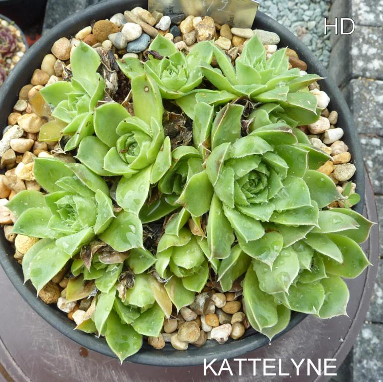 Kattelyne / Jovi