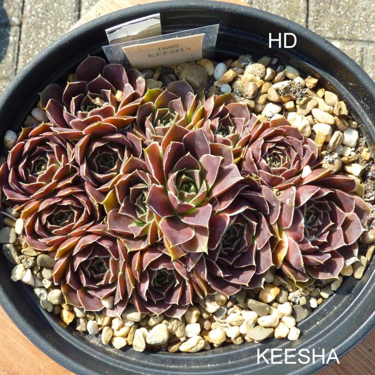 Keesha / Jovi