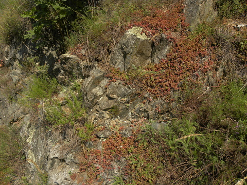 ciliosum ssp. ciliosum (borisii) from Kokalyane