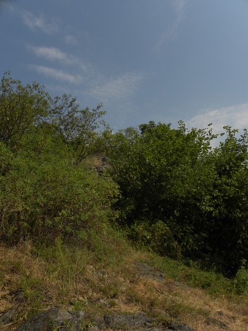 globiferum ssp. globiferum from Podhorní vrch