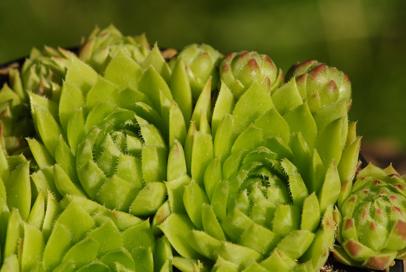 globiferum ssp. globiferum from Balcarka
