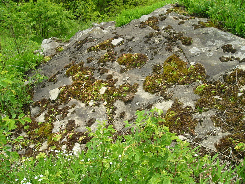 globiferum ssp. globiferum from Andělská hora