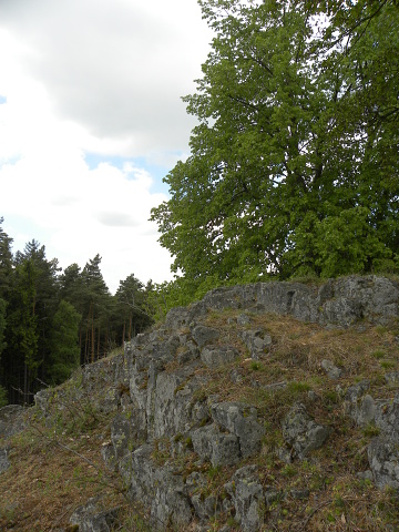 globiferum ssp. globiferum from Kozinec