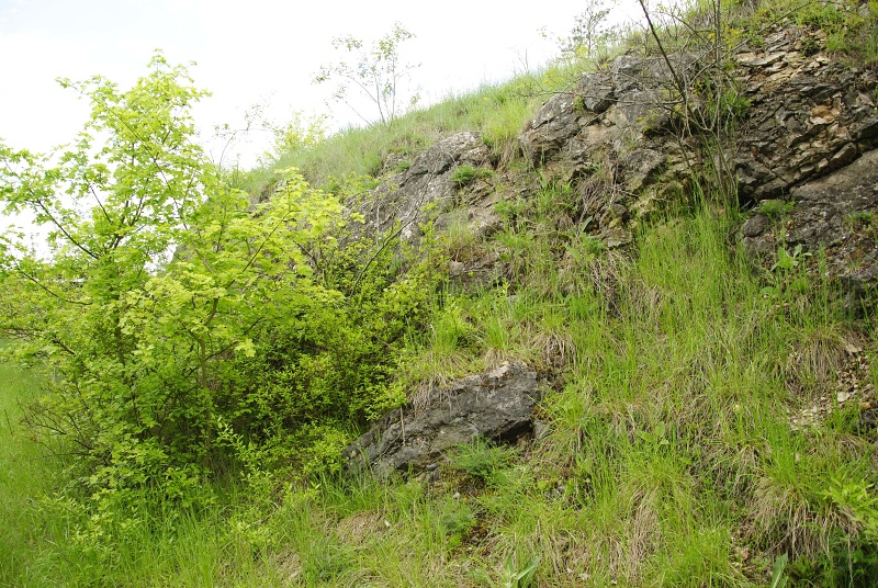 globiferum ssp. globiferum from Srbsko, Steinbruch Na Chlumu