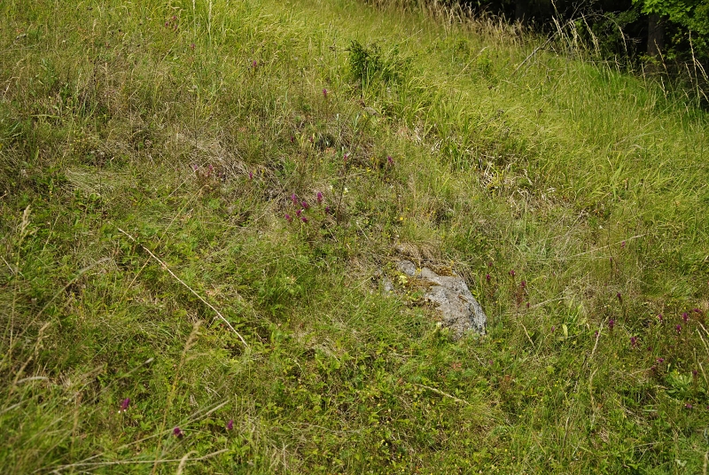 globiferum ssp. globiferum from Podštěly, Jezerský vrch