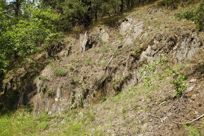 globiferum ssp. globiferum from Straße Chyše nach Čichořice