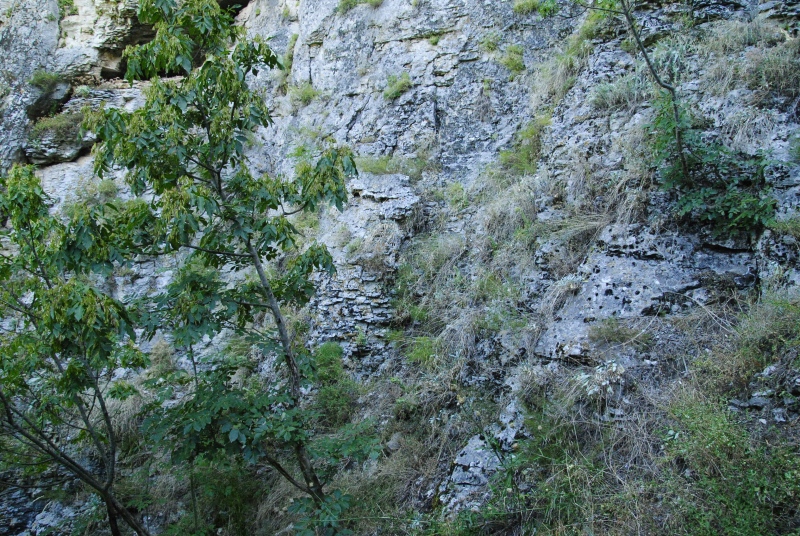 heuffelii from Prohodna