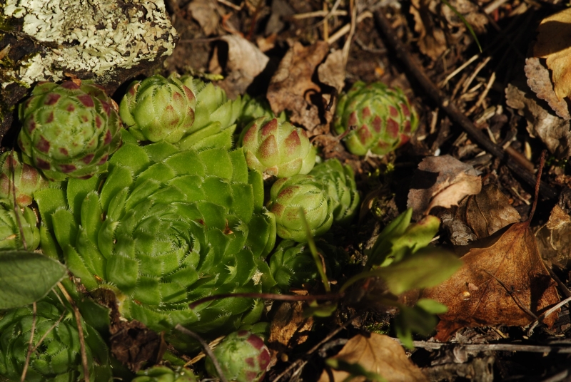 globiferum ssp. globiferum from Statíková skála