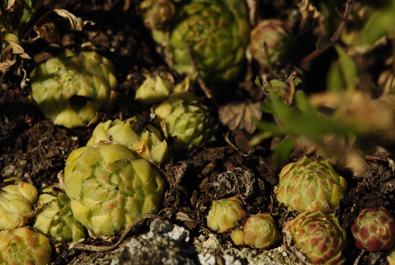 globiferum ssp. globiferum from Trubínský vrch