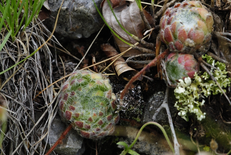ciliosum from Lipova Livada, ü. d. Straße