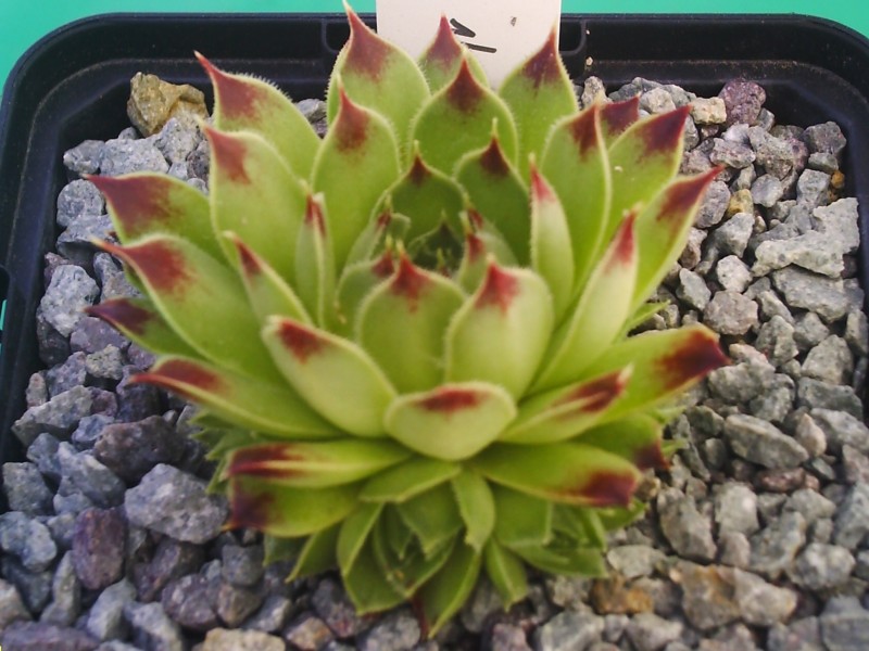 calcareum1