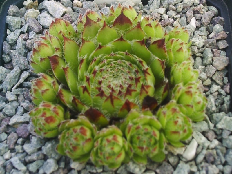 fimbriatum