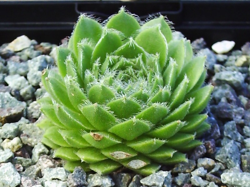 Kannos Cobweb