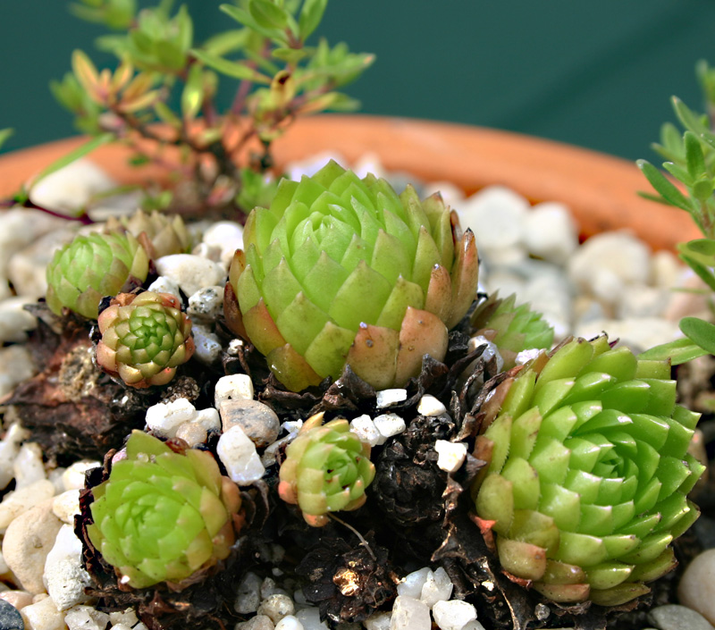 marmoreum ssp. ballsii